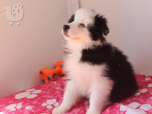 PoulaTo: Βασιλιάς Charles Cavalier Pups